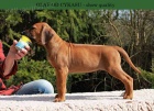 Rhodéský Ridgeback s PP