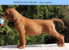 Rhodéský Ridgeback s PP
