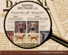 Rhodéský Ridgeback s PP