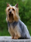 Australský silky teriér