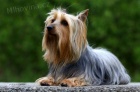 Australský silky teriér