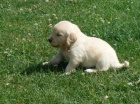 Zlatý retrívr - golden retriever s PP štěňata