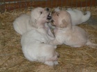 Zlatý retrívr - golden retriever s PP štěňata