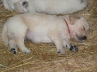 Zlatý retrívr - golden retriever s PP štěňata