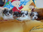 Biewer yorkshire terrier - štěňátka s PP