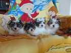 Biewer yorkshire terrier - štěňátka s PP