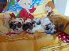 Biewer yorkshire terrier - štěňátka s PP
