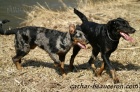 Beauceron štěňata Slzy Katharů