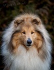 Kolie dlouhosrstá s PP