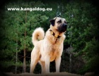 Anatolský pastevecký pes /kangal/ s PP--štěňátka