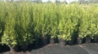 Thuja smaragd - akce - 55,-Kč/50cm