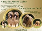 Briard - plavá štěňátka