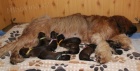 Briard - plavá štěňátka