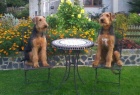 Airedale terrier