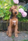 Airedale terrier