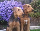 Airedale terrier