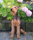 Airedale terrier