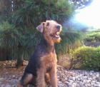 Airedale terrier