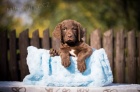 Chesapeake bay retriver s PP (jako hnědý labrador)
