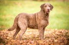 Chesapeake bay retriver s PP (jako hnědý labrador)