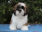 Shih-tzu, ši-tzu štěňátka s PP