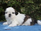 Shih-tzu, ši-tzu štěňátka s PP