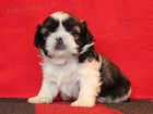 Shih-tzu, ši-tzu štěňátka s PP