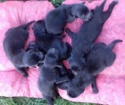 Flat Coated Retriever - nabízíme štěňata s PP