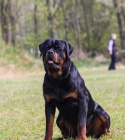 Rottweiler štěňata s pp