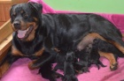 Rottweiler štěňata s pp
