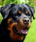 Rottweiler štěňata s pp