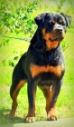 Rottweiler štěňata s pp