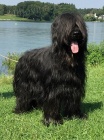 Briard - černá štěňata z mimořádného spojení