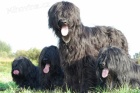 Briard - černá štěňata z mimořádného spojení