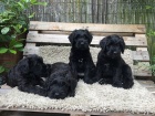 Briard - černá štěňata z mimořádného spojení