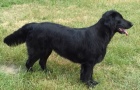 Flat Coated Retriever-rezervace štěňat