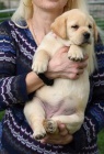 Štěňátka labradorského retrívra