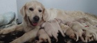 Zlatý retrívr - Golden retriever - štěňátka s PP 