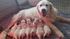Zlatý retrívr - Golden retriever - štěňátka s PP 