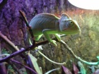 Mláďátka Chameleóna Jemenského.