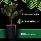 Blahočet čilský - Araucaria araucana