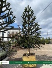 Blahočet čilský - Araucaria araucana