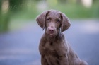 Chesapeake bay retriever s PP(jako hnědý labrador)