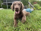 Chesapeake bay retriever s PP(jako hnědý labrador)