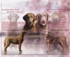Chesapeake bay retriever s PP(jako hnědý labrador)