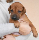 Prodám štěňata Rhodéský ridgeback s PP
