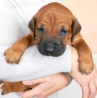 Prodám štěňata Rhodéský ridgeback s PP
