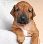 Prodám štěňata Rhodéský ridgeback s PP