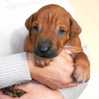 Prodám štěňata Rhodéský ridgeback s PP