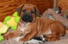 Rhodéský Ridgeback štěňátka s PP.